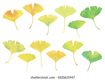 Ginkgo leaves set. Watercolor, green to yellow gradation of color.