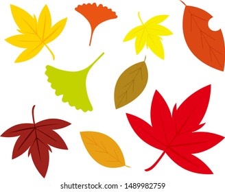 Ginkgo leaves vector　illustration.Autumn tree.Maple leaves.