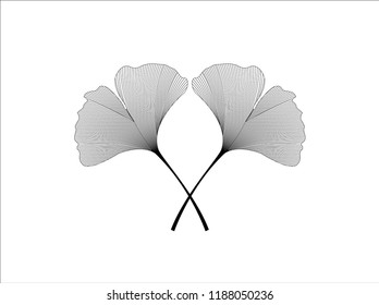 Ginkgo leaves Vector. Ginkgo Biloba leaf