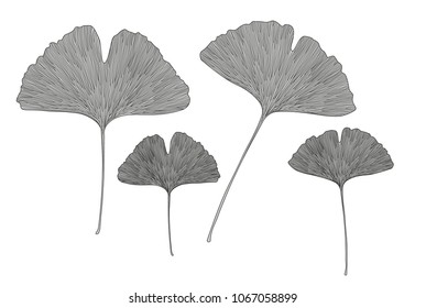 Ginkgo leaves. Vector illustration
