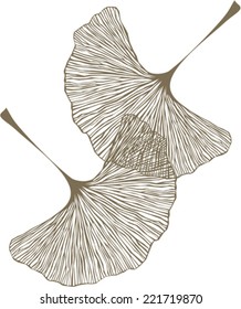 Ginkgo leaves vector illustration