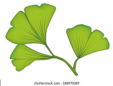 Ginkgo Leaves. Vector illustration of gingko biloba leaves.