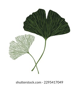 Ginkgo leaves vector illustration  isolated on white background