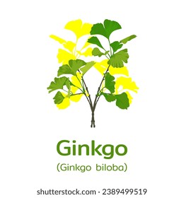Ginkgo with scientific name isolated on a white background. vector illustration.