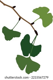 ginkgo tree green leaves branch