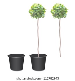 Ginkgo tree standard, leaves are made with mesh.  Layers for easy editing.