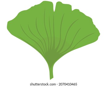 Ginko Biloba Green Herb Leaf Vector Illustration