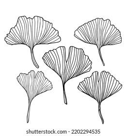 Ginko biloba hand drawn vector leaves elements for wedding and holiday invite or card Decorative elements for design. Isolated on white background 
