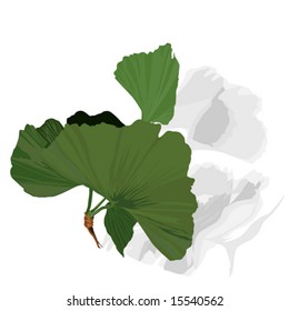 Ginko Biloba leaf,  vector illustration