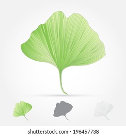 Ginko biloba, leaf, vector illustration