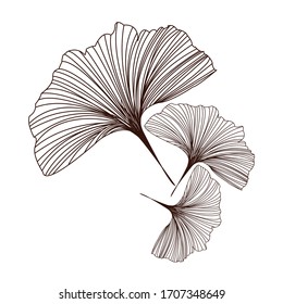 Ginko biloba leaf vector motifs..Line art