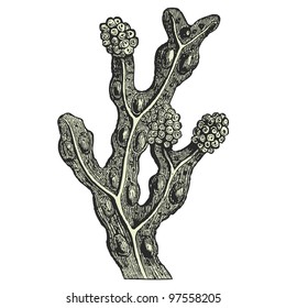 Ginko biloba leaf - vintage engraved illustration - "Dictionnaire encyclopÃ©dique universel illustrÃ©" By Jules Trousset - 1891 Paris