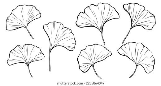 Ginko Leaf Clipart, Ginko SVG, Ginko Vector, Leaf SVG, Botanical SVG svg