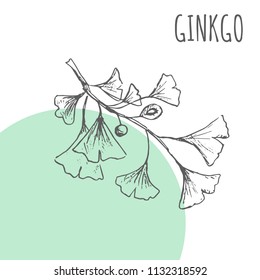 Ginko leaf vector sketch botanical herb spice for Ginko aroma essential oil or herbal tea package