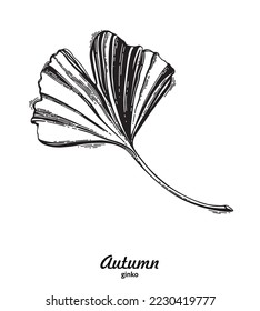 
Ginko leaf in vector vintage style. Linear author's drawing of a Ginko leaf.