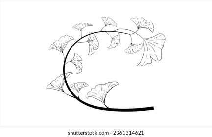 
ginko leaves with moon-shaped branche ink line art design, vector isolated element with wave outline drawing. Ginkgo biloba or leaf, botanical plant engraving for modern interior decoration art