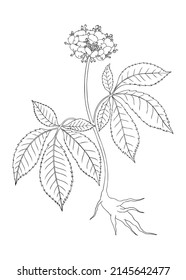 Ginseng. Adaptogenic Plant Botanical Illustration. Hand-drawn Ginseng Drawing. Great For Traditional Medicine, Cosmetology, Ayurveda, Clinical Research Design. Natural Adaptogen Line Art Design