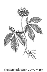 Ginseng. Adaptogenic Plant Illustration. Hand-sketched Ginseng Drawing. Great For Traditional Medicine, Cosmetology, Ayurveda, Clinical Research Design. Natural Adaptogen Drawing In Vintage Style.