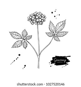 Ginseng Berry Vector Drawing. Medical Plant Sketch. Engraved Botanical Object. Hand Drawn Illustration. Alternative Medicine, Beauty, Cosmetic And Herbal Therapy Ingredient.