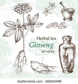 Ginseng  botanical drawing. Herbal tea  set. Hand drawn.  Medicinal plant. Grange background.