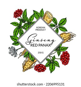 Ginseng colorful frame. Hand drawn botanical vector illustration in sketch style. Design for logo, packaging, label, badge. Herbal medicine background