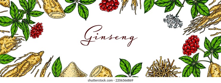 Ginseng colorful horizontal design. Hand drawn botanical vector illustration in sketch style. 

Can be used for packaging, label, badge. Herbal medicine background

