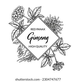 Marco de Ginseng. Ilustración de vector botánico dibujada a mano en estilo de esbozo. Puede utilizarse para el embalaje, etiqueta, etiqueta, logotipo. Antecedentes medicinales
