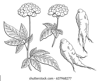 Ginseng graphic black white isolated sketch illustration vector