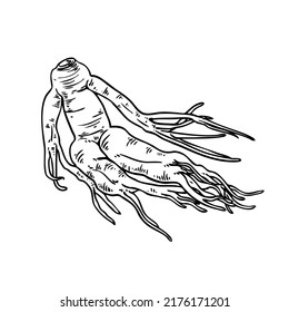 Ginseng hand drawn sketch. Vintage vector illustration.Retro style image.
