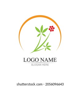 ginseng illustration icon vector design template