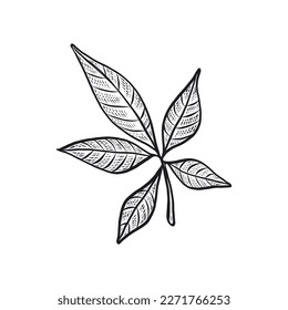 Ginseng Leaf. Vector Ginseng Engraving Illustration for Herbal Medicine and Natural Health Products