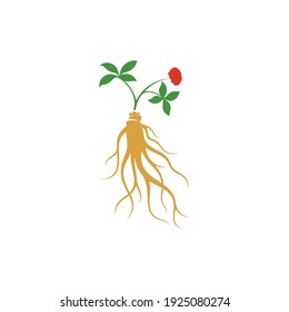 Plantilla de diseño de ilustración vectorial del logotipo de Ginseng