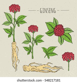 Ginseng medical botanical isolated illustration. plant, root, leaves hand drawn set. Vintage sketch.