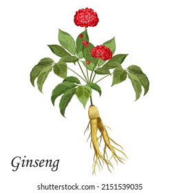 Ginseng (panax ginseng) con raíz, bayas y hojas, ilustración vectorial de plantas medicinales.