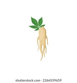 Ginseng, Panax ginseng. Root and leaves ginseng. Vector illustration isolated on white background. For template label, packing, web, menu, logo, textile, icon