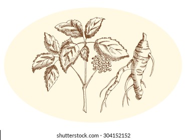 Ginseng in pencil on a neutral background