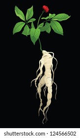 Ginseng plant