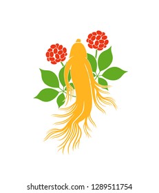 Ginseng plant. Isolated ginseng on white background. EPS 10. Vector illustration