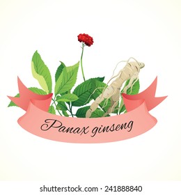 Ginseng plant (Panax ginseng)