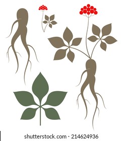 Ginseng plant vintage style. Isolated ginseng plant root and leaf on white background. Vector illustration EPS