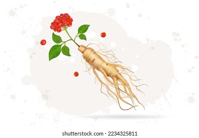 Ginseng Root Ayurvedic Plant vector illustration with Ginseng seed and leaves