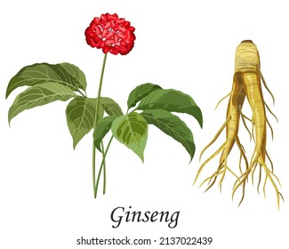 Ginseng with root, berries and leaves, vector illustration of medicinal plant.