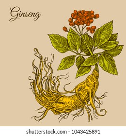 Ginseng  root. Color. Engraving style. Vector illustration.