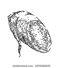 ginseng root cut hand drawn. herbal herb, nature leaf, plant health, korean medical, healthy chinese ginseng root cut vector sketch. isolated black illustration