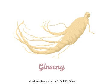 Ginseng root isolated on white background. Vector illustration in cartoon flat style.