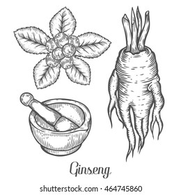 Ginseng root, leaf, berry, plant with mortar and pestle. Black isolated on white background. Organic nature chinese and korean herb. Hand drawn engraved sketch vector illustration.