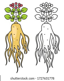 Ginseng Root With Leaf And Flower Isolated On White Background. Vector Illustration. China Herbal Can Be Used As A Print For T'shirts, Bags, Cards And Posters.