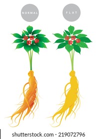 Ginseng root with leaf and flower isolated on white background. Vector illustration. China and korea herbal