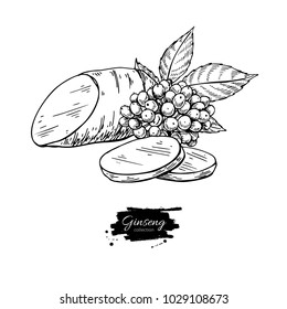 Ginseng root slice and berry. Vector drawing. Medical plant sketch. Engraved botanical object. Hand drawn illustration. Alternative medicine, beauty, cosmetic and herbal therapy ingredient.