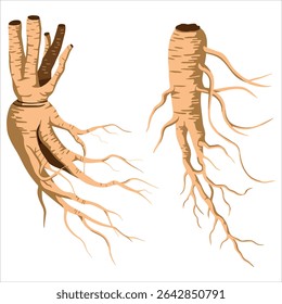 Ginseng root vector, clean white background. Ideal for traditional medicine, wellness, and organic product branding.